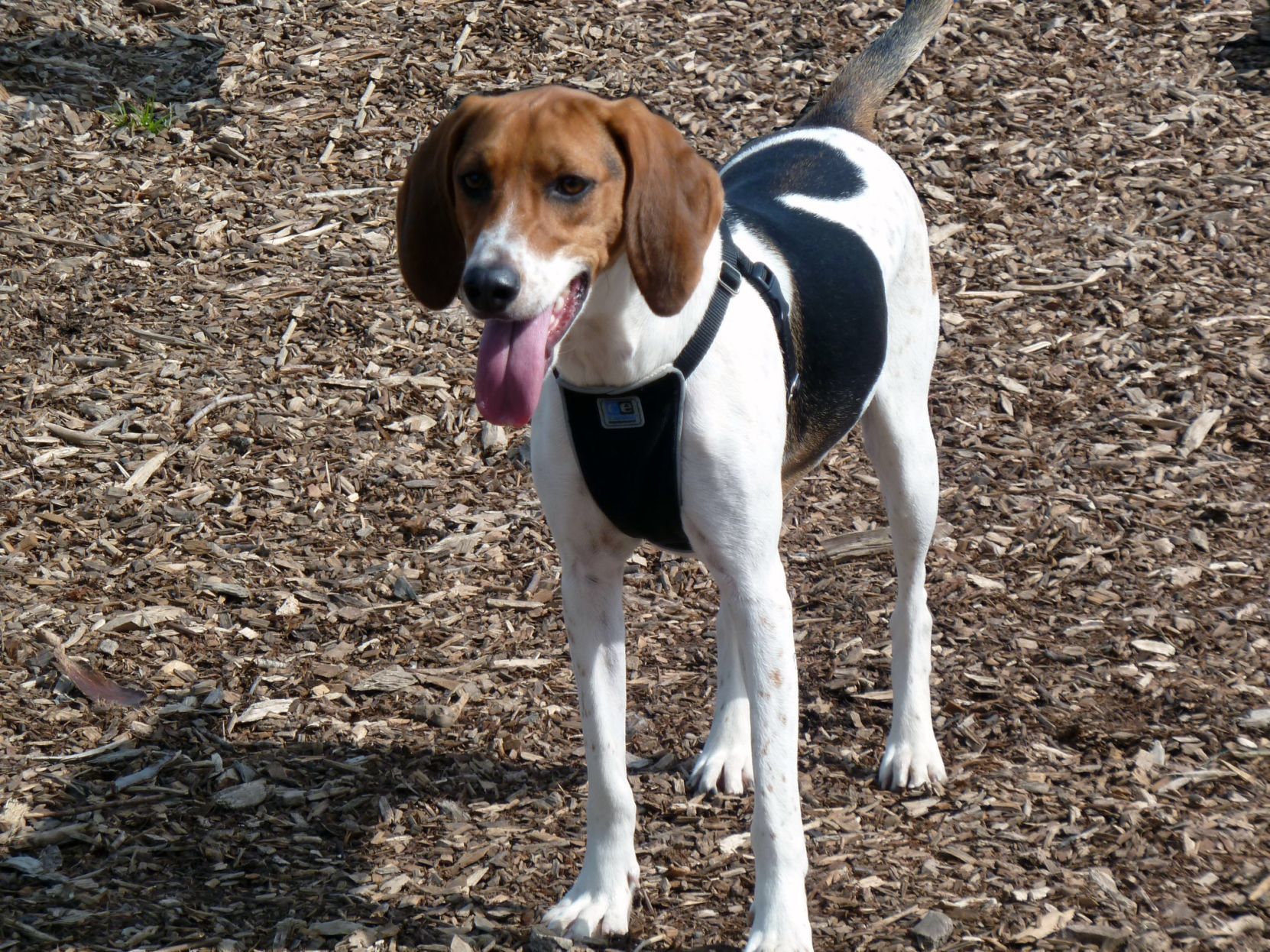 Pic of the Litter: Shiloh